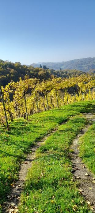 Brezplačen najem vinograda