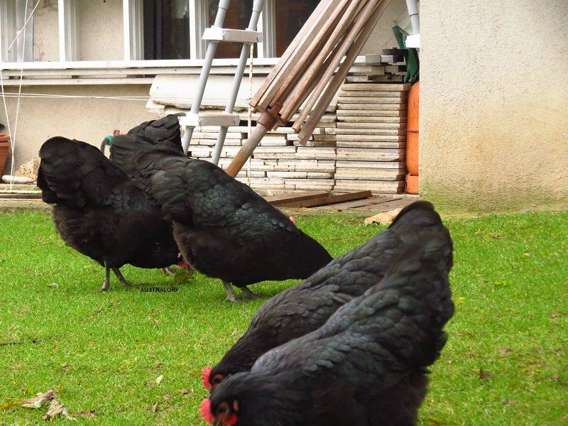 Australorp petelin in kokoš