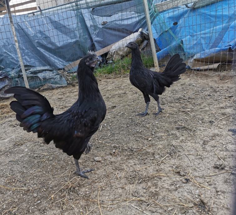 Ayam Cemani