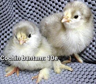 Blue cochin bantam