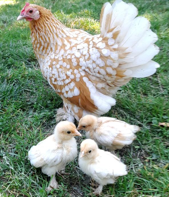 Booted bantam