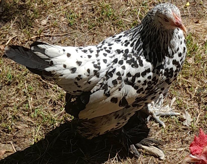 Booted bantam