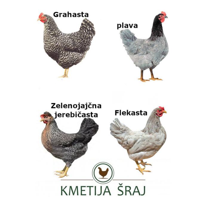 Kokoši Nesnice - pisana jata kmetija šraj