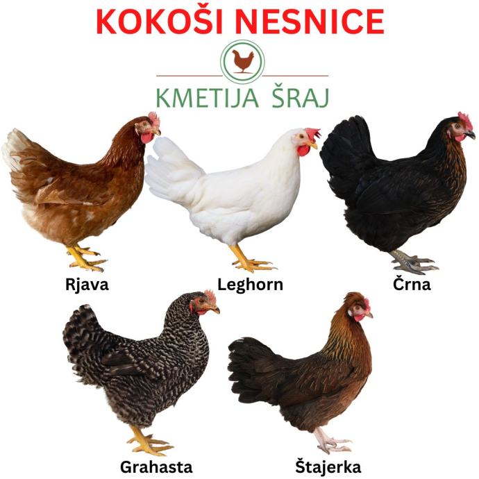 KOKOŠI NESNICE