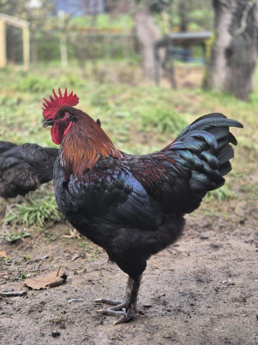 Marans (črni baker) petelin