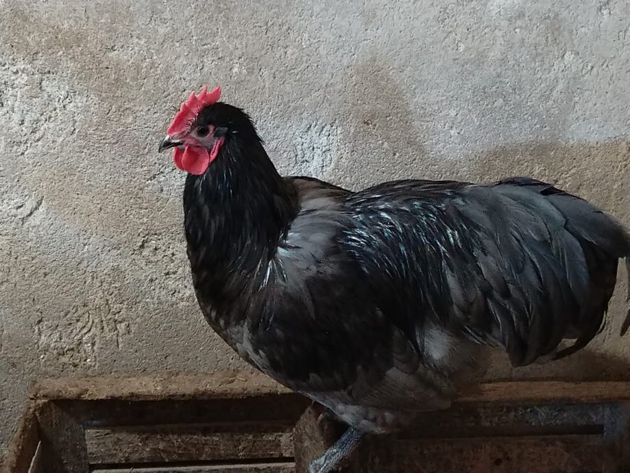 PASEMSKI PETELIN - AUSTRALORP