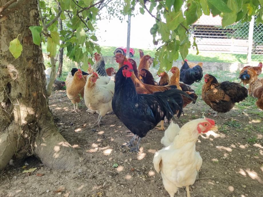 Petelini australorp,petelini sulmdolska kokoš