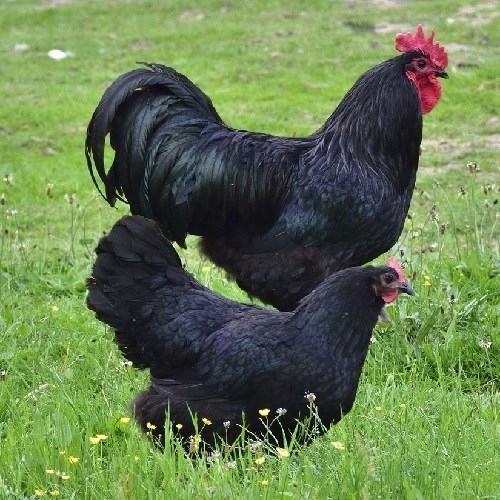 Australorp petelini