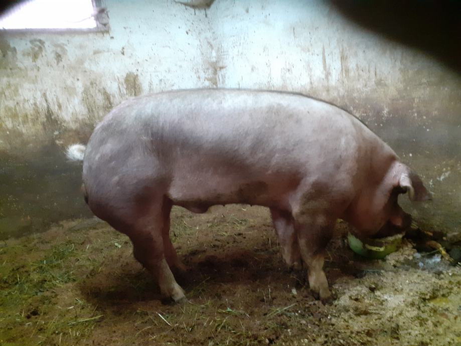 Duroc merjasec