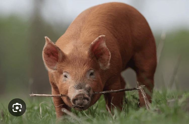 Kupim durok-duroc prašiča merjasca