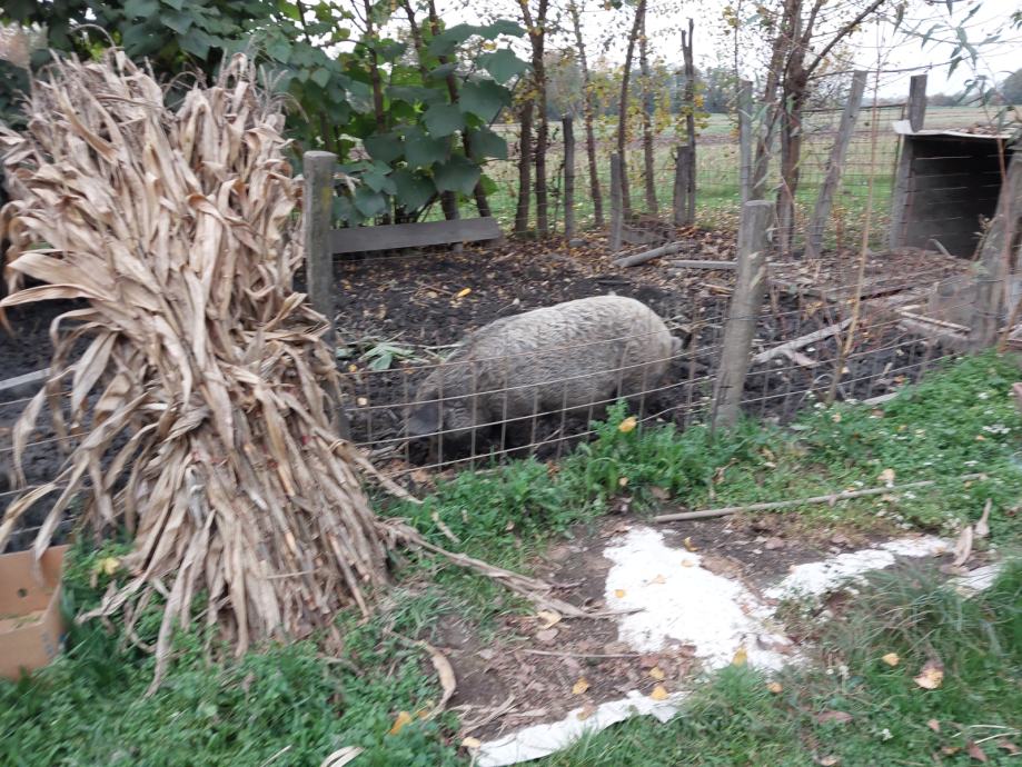 Mangalica - duroc