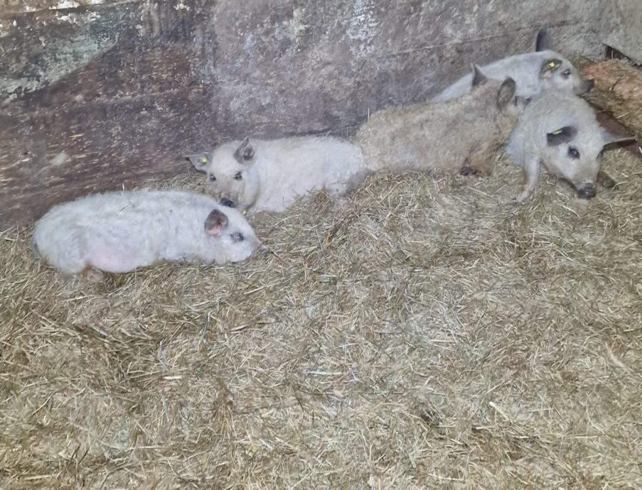 PRAŠIČI-MANGALICA-MANGOLICA-MERJAŠČEK 3 MESECE