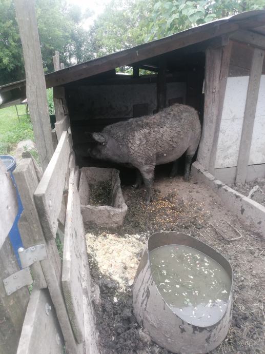 Mangalica