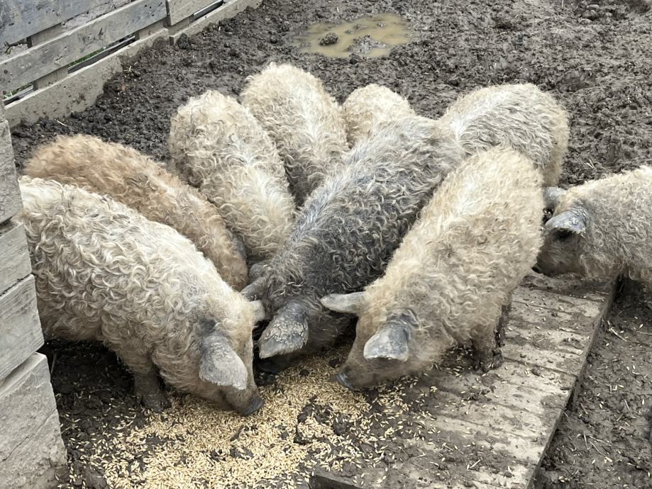 Mangalica odojki