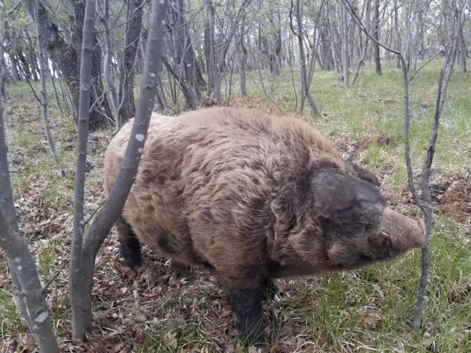 Mangalica