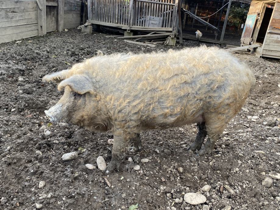 Mangalica