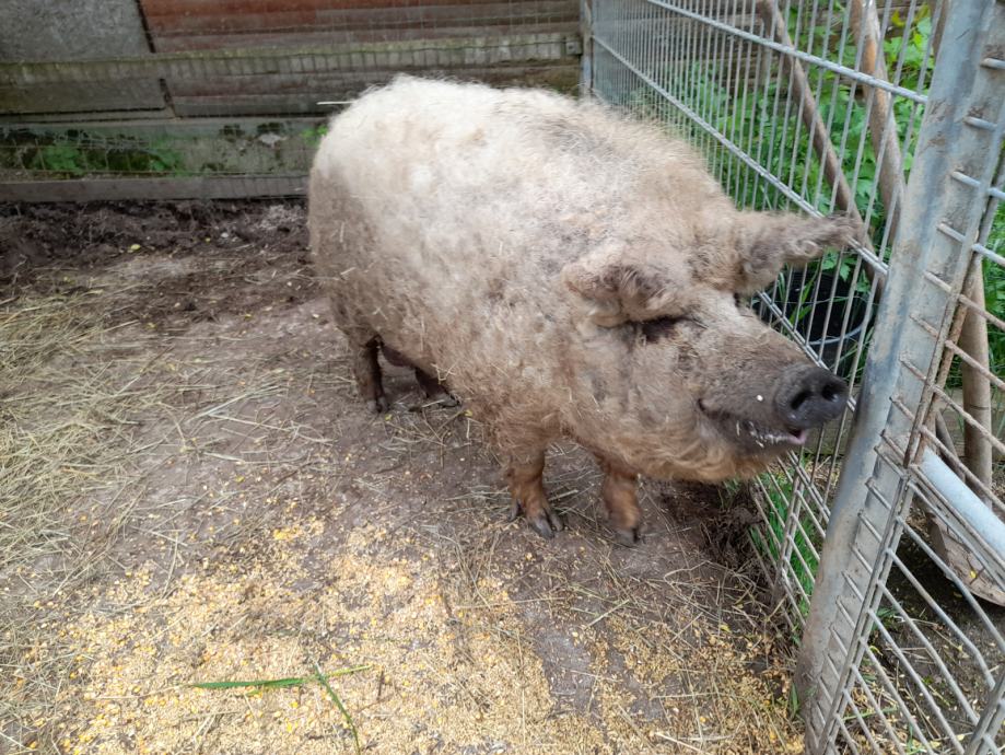 MANGALICA