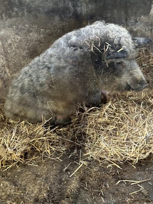 Mangalica