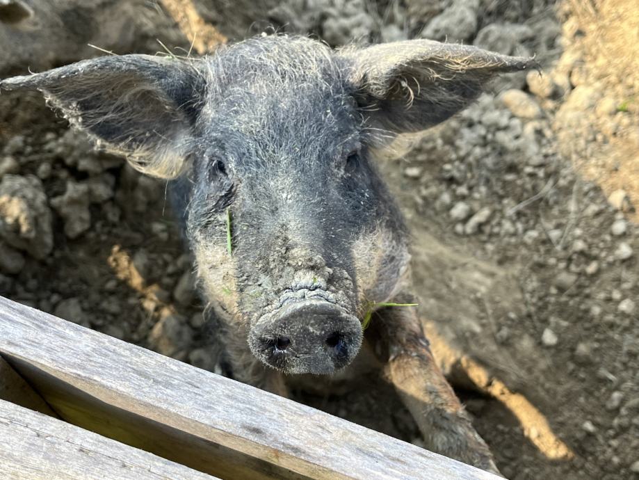 Mangalica