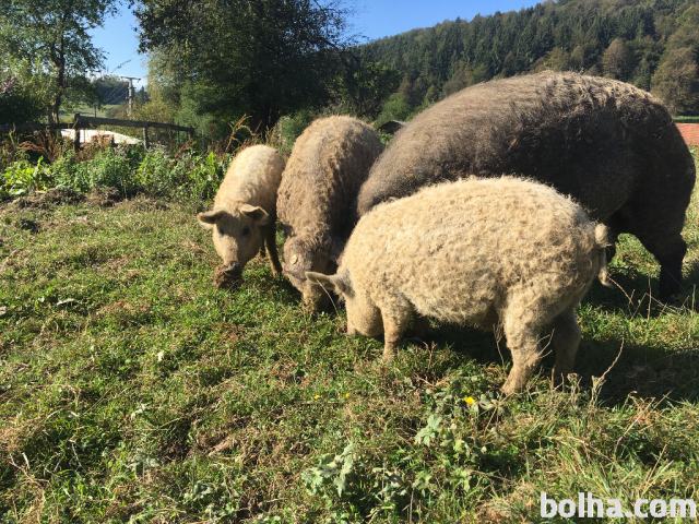 Mangulica/mangalica