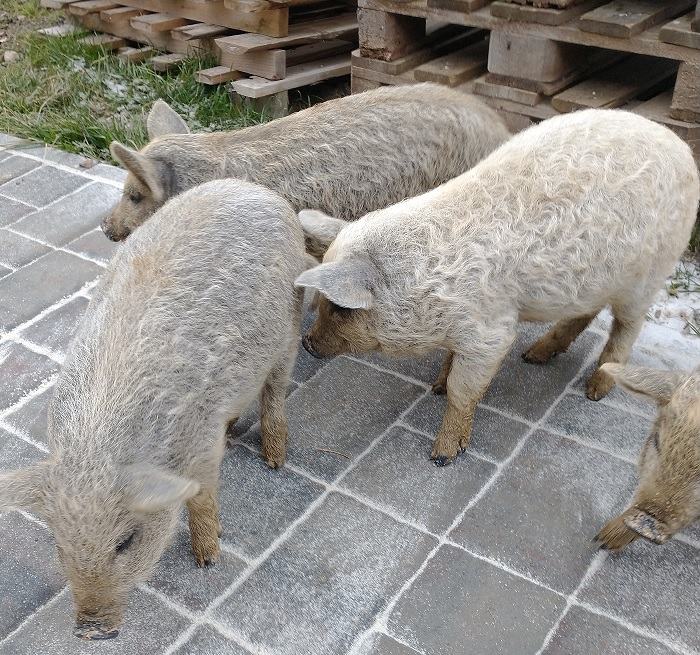 Mangalica - odojki mangalice