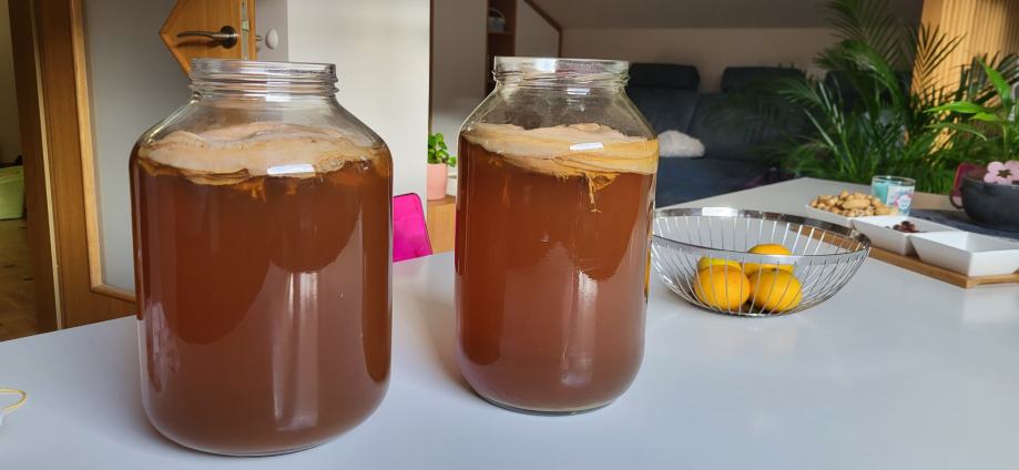 Kombuča, Kombucha