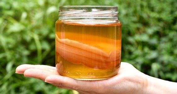 SCOBY - kombucha,  kombuča, goba za fermentacijo