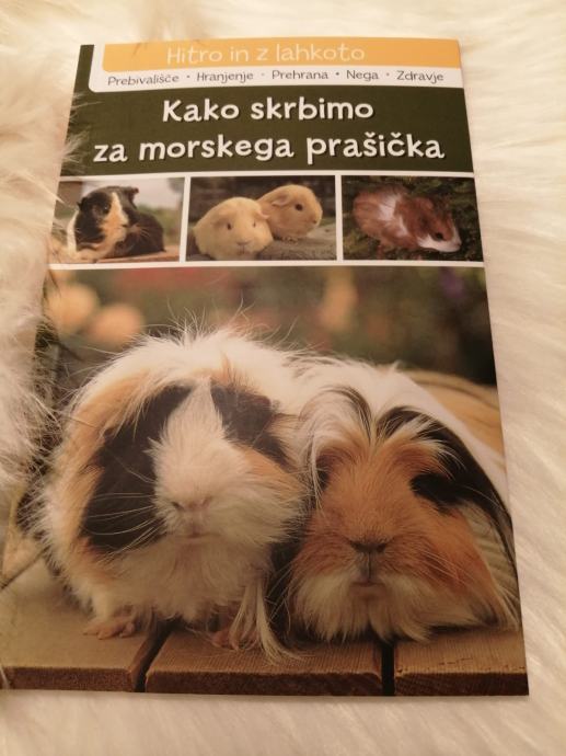 Kako skrbimo za morskega prašička