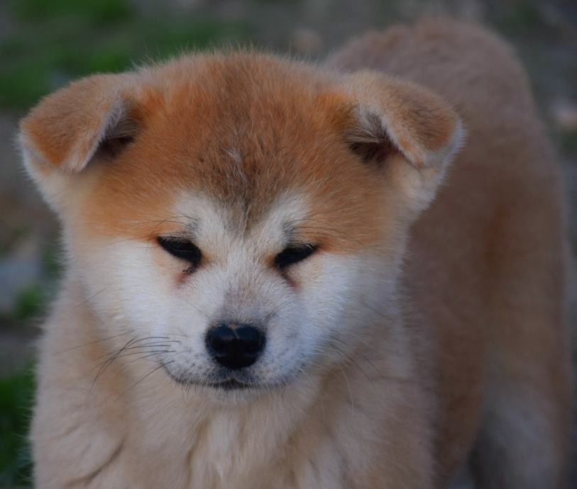 Akita inu