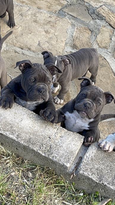 American Bully Exotic