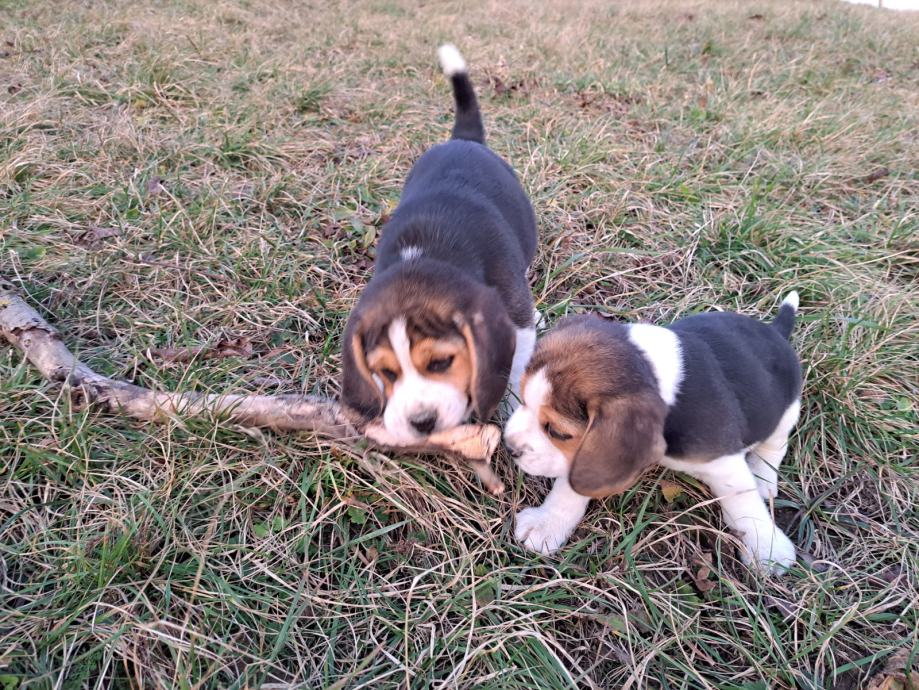 Beagle mladički