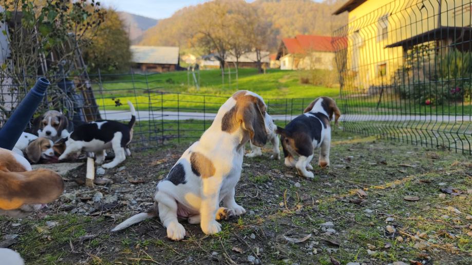 BEAGLI mladiči