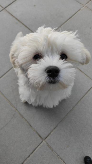 Bišon Havanese Mladički