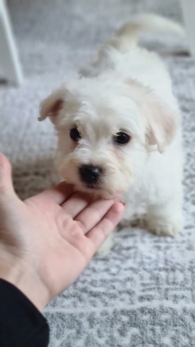 Bichon havanese