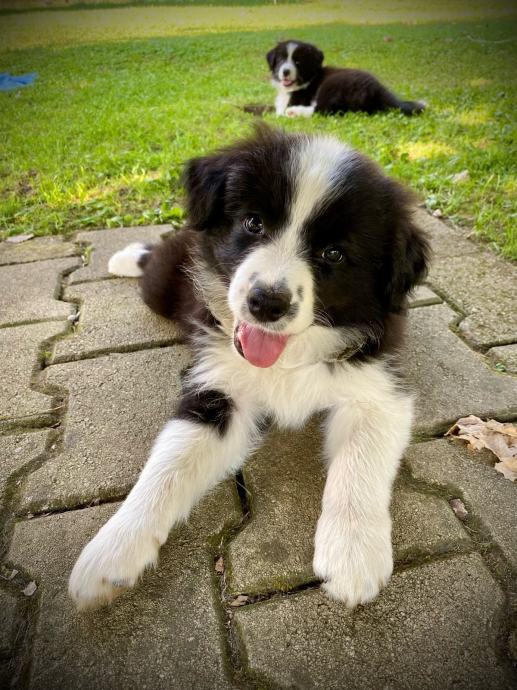 Border Collie mladički