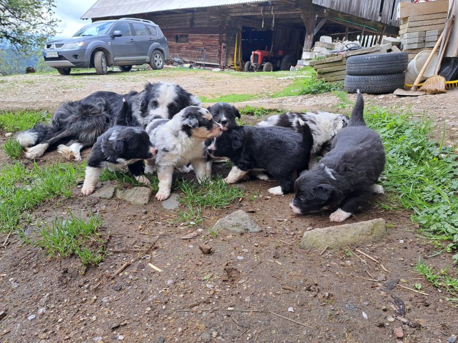 Border Collie