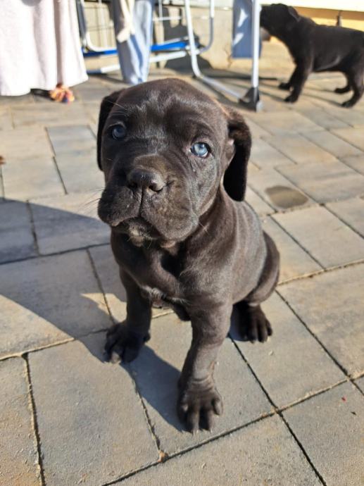 Cane Corso mladiči