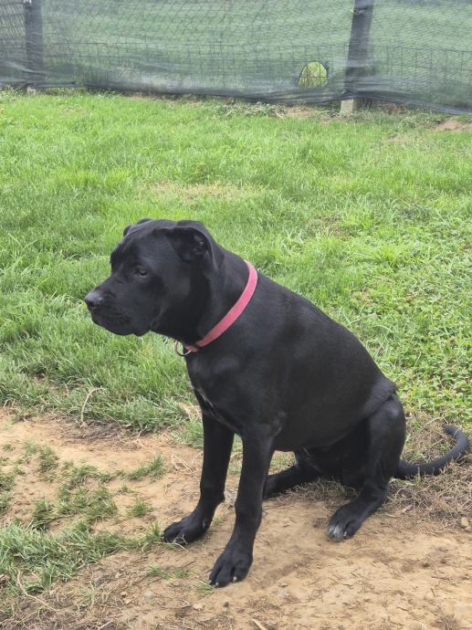 cane corso mladiči akcija