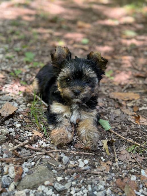 Čudoviti mladički Yorkshire terrier iščejo svoj dom!