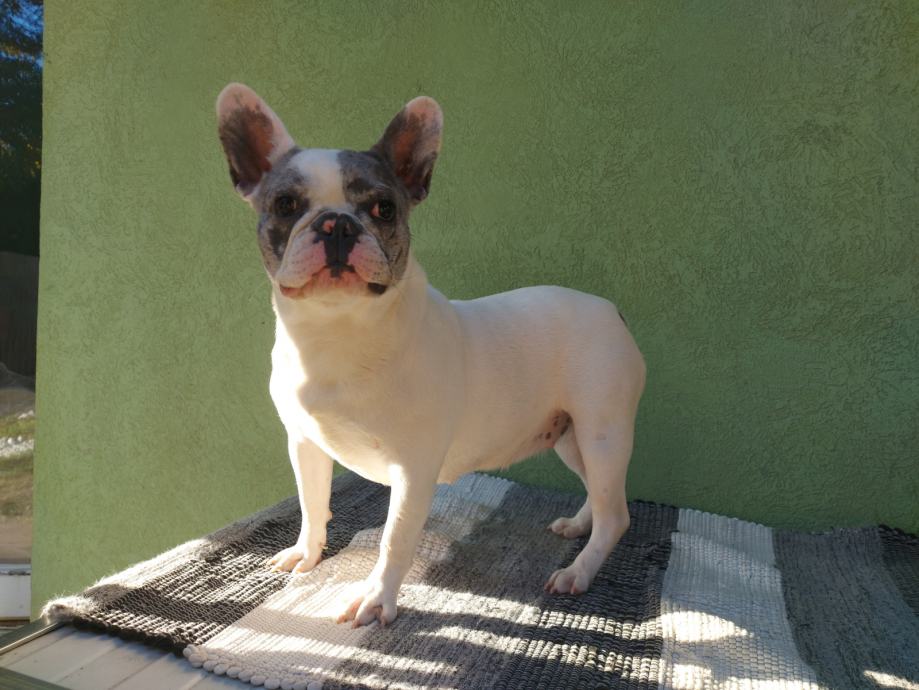 Francoski buldog blue merle pied