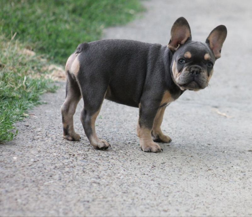 Francoski buldog