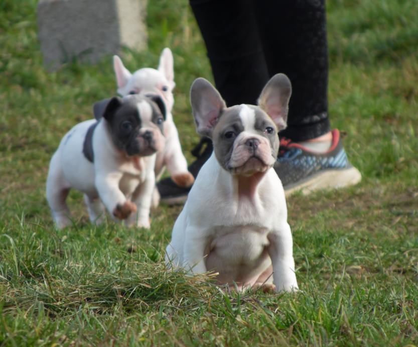 Francoski buldog štenci