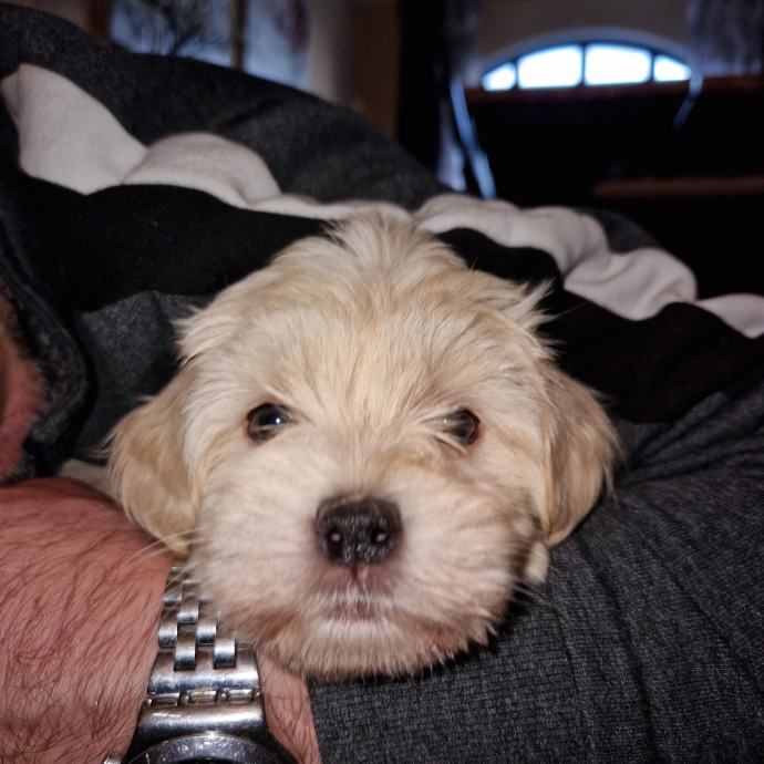 havanski bison, bichon havanese