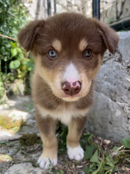 Husky x Avstralski ovčar mešančki