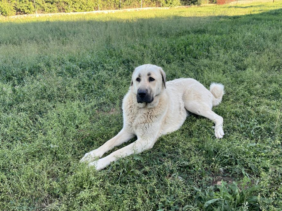 kangal