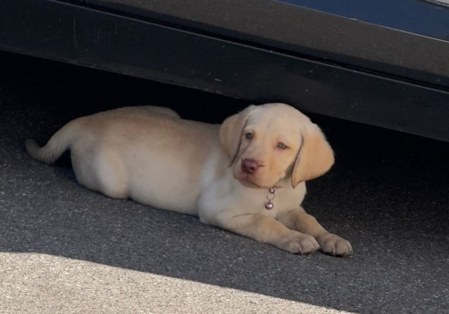 Labrador retriever