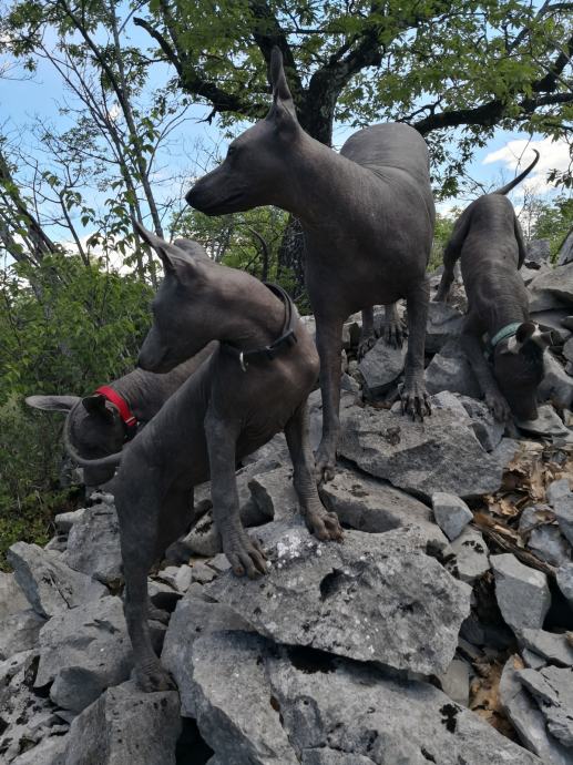 Mehiški goli pes veliki - Xoloitzcuintle standard