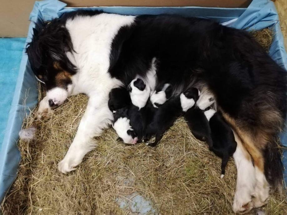 Mešančki Avstralski ovčar Border Collie