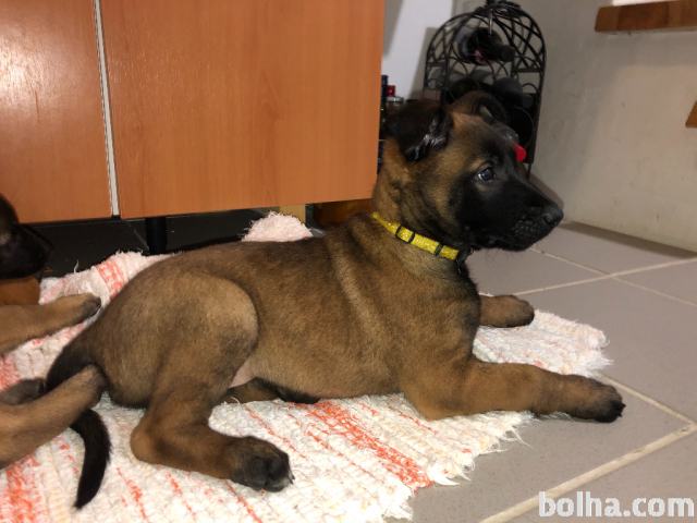 Mladicki - Belijski ovcar - Malinois