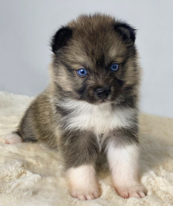 Pomsky (pomski) selektivna vzreja, profesionalna nega